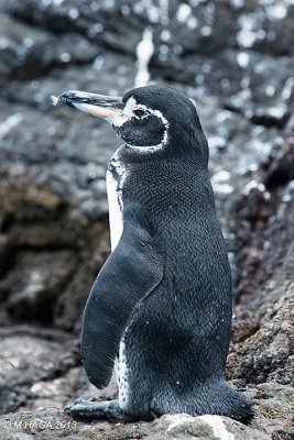 Galapgos Penguin