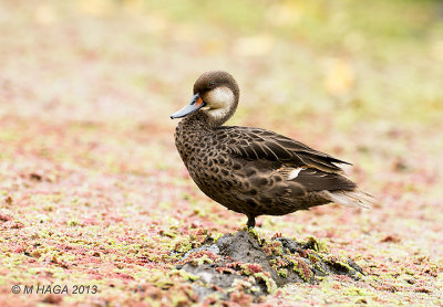 White-cheeked Pintail