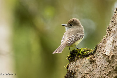 Thick-billed Galapagos Flycatcher