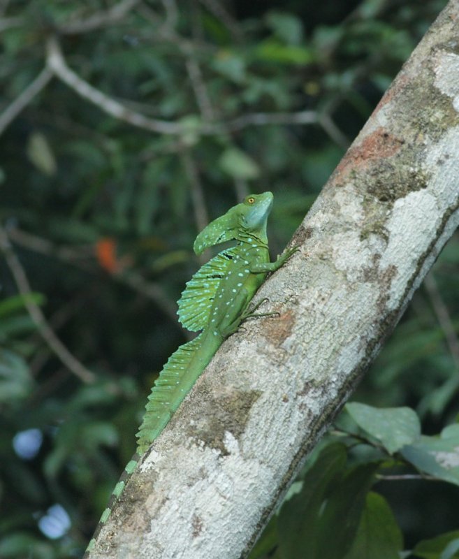 Reptiles and Amphibians