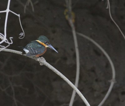 American pygmy kingfisher / Groene Dwergijsvogel