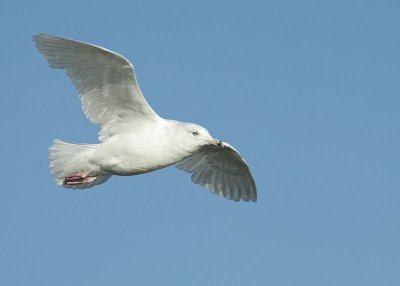 Glaucous Gull / Grote Burgemeester