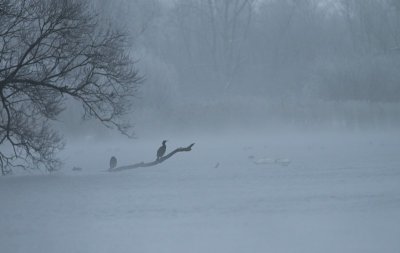 Cormorant / Aalscholver