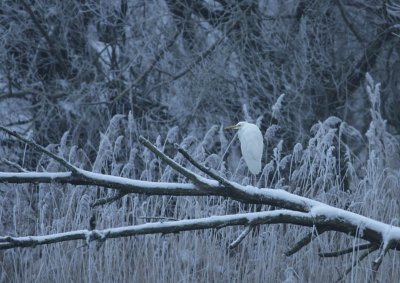 Great Egret / Grote zilverreiger