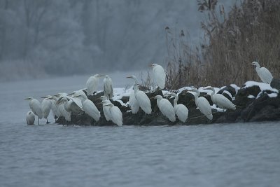 Great Egret / Grote zilverreiger
