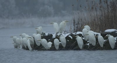 Great Egret / Grote zilverreiger