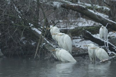 Great Egret / Grote zilverreiger
