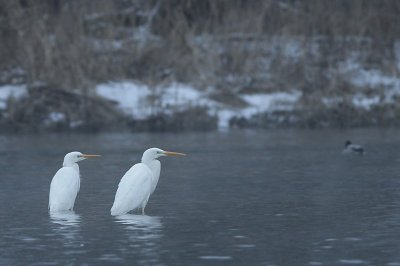 Great Egret / Grote zilverreiger