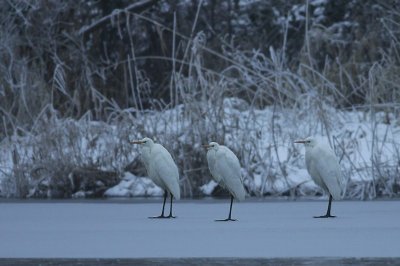 Great Egret / Grote zilverreiger