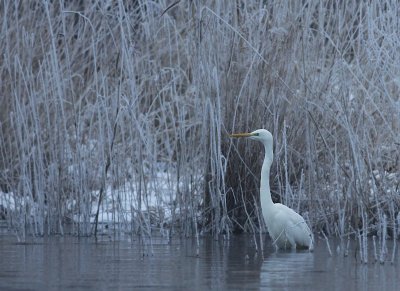 Great Egret / Grote zilverreiger