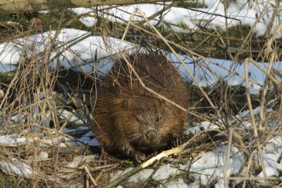 Beaver / Bever