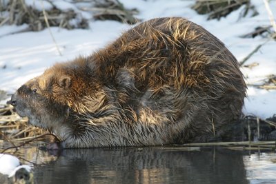 Beaver / Bever