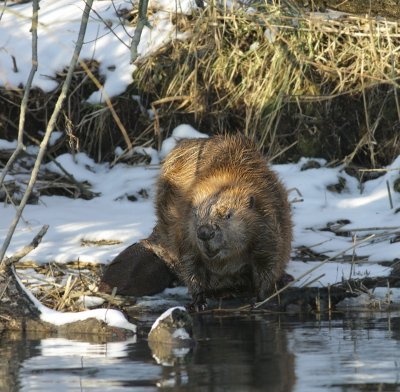 Beaver / Bever