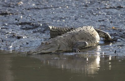 American Crocodil / Spitssnuitkrokodil 