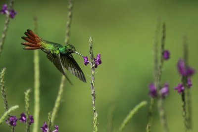 Rufous-tailed-hummingbird / Roodstaartkolibrie