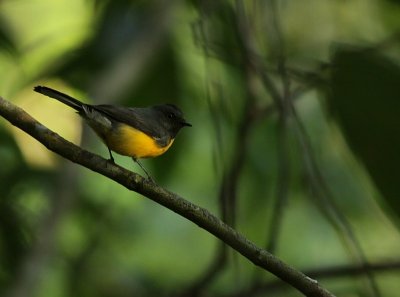 Slate-throated redstart / Meniezanger