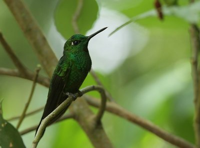 Green-crowned Brilliant / Groenkruinbriljantkolibrie