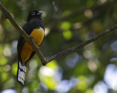 Black-headed Trogon / Zwartkoptrogon