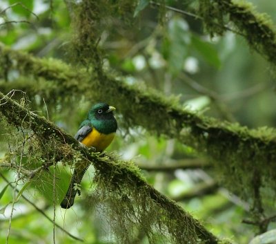 Black-throated Trogon / Zwartkeeltrogon