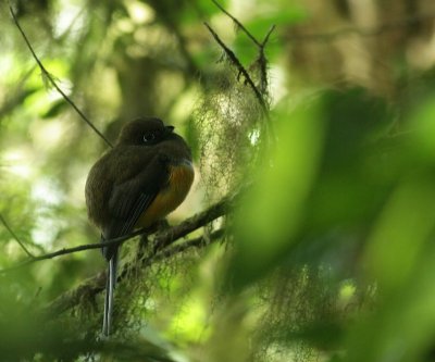 Orange-bellied Trogon / Oranjebuiktrogon