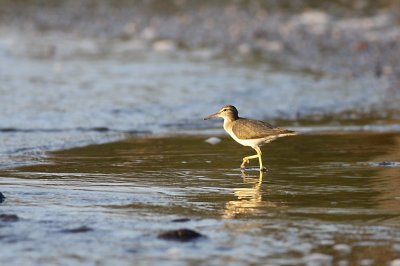 Spotted Sandpiper / Amerikaanse Oeverloper