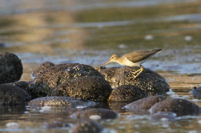 Spotted Sandpiper / Amerikaanse Oeverloper