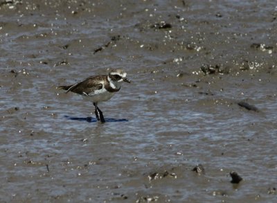 Semipalmated plover/ Amerikaanse bontbekplevier
