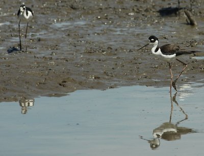 Black-necked Stilt/ Amerikaanse Steltkluut