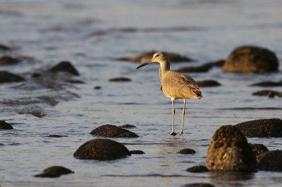 Willet