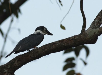 Ringed Kingfisher / Amerikaanse Reuzenijsvogel