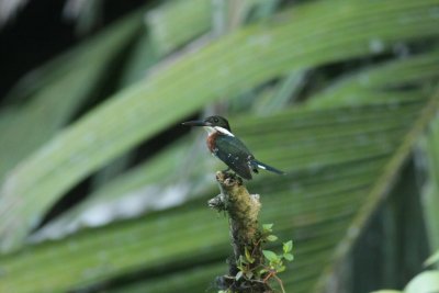 Green Kingfisher / Groene IJsvogel