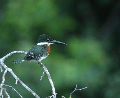 Green Kingfisher / Groene IJsvogel