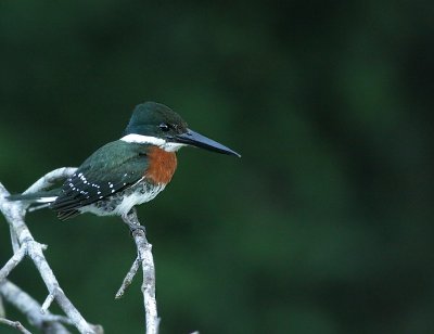 Green Kingfisher / Groene IJsvogel