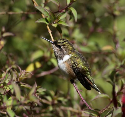 Scintillant Hummingbird /Fonkelende Kolibrie 