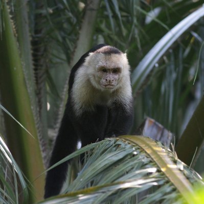 White-faced Capuchin / Gewone Kapucijnaap 