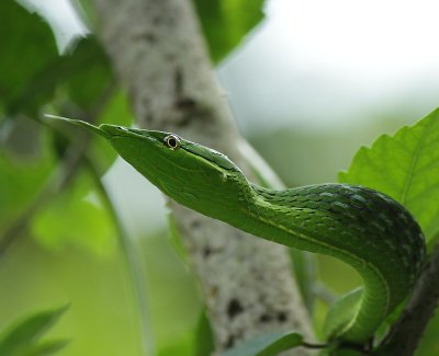 Green Vine Snake / Oxybelis fulgidus