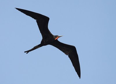 Magnificent Frigatbird / Amerikaanse fregatvogel