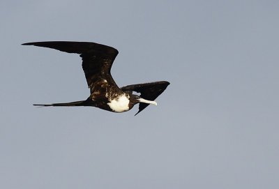 Magnificent Frigatbird / Amerikaanse fregatvogel