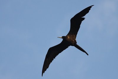 Magnificent Frigatbird / Amerikaanse fregatvogel