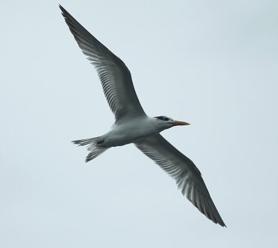 Royal tern/ Koningstern