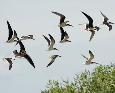 Black Skimmer / Amerikaanse Schaarbek