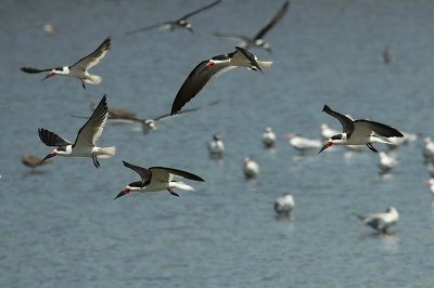 Black Skimmer / Amerikaanse Schaarbek