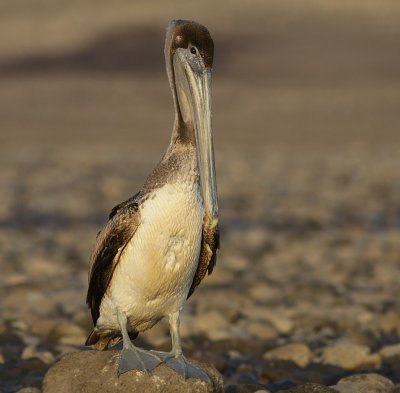 Brown pelican / Bruine pelikaan