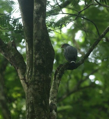 Semiplumbeous Hawk / Kleine Bonte Buizerd 