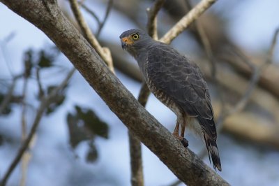 Roadside hawk / Roadside hawk