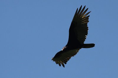 Turkey Vulture / Kalkoengier 