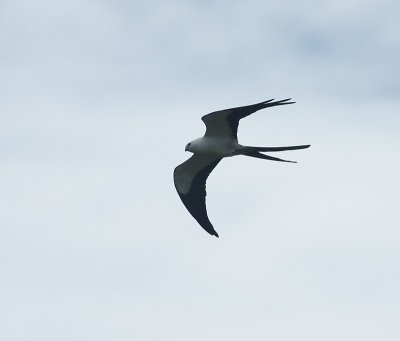 American Swallow-tailed kite / Amerikaanse zwaluwstaartwouw