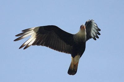 Crested Caracara / Kuifcaracara