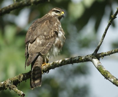 Broad-winged hawk / Breedvleugelbuizerd