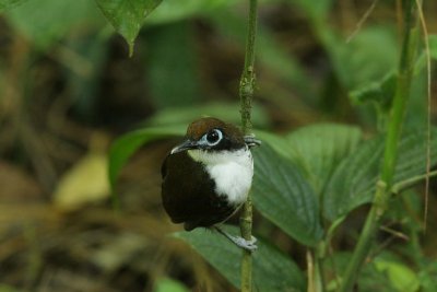 Bicolored Antbird / Tweekleurige Miervogel